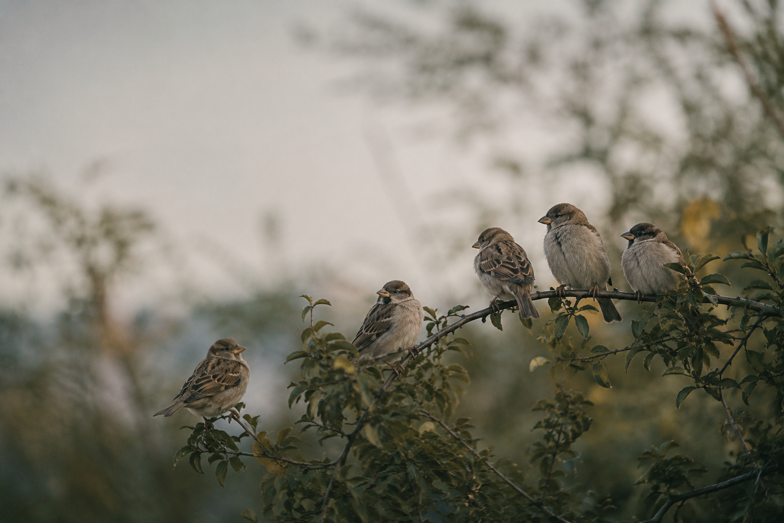 Five sparrows perched on a branch